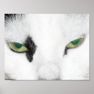 Cat Öga Poster