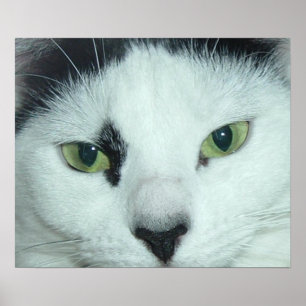 Cat Öga Poster