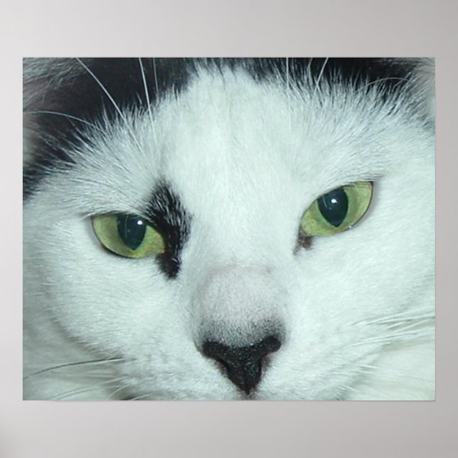 Cat Öga Poster (Framsidan)