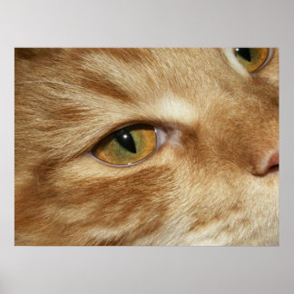 Cat öga poster