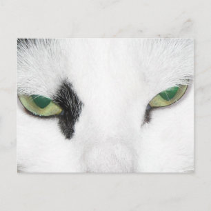 Cat Öga Vykort