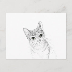Cat Ögon A Pencil Teckning Vykort
