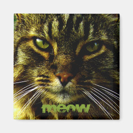 Cat Ögon Hypnotizing Photo Magnet