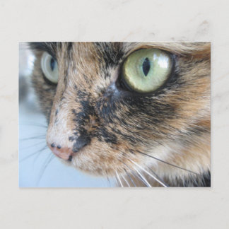 Cat ögon vykort