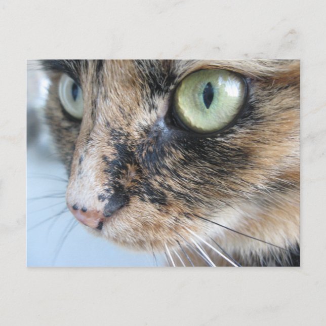 Cat ögon vykort (Framsida)