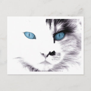 Cat Ögon vykort