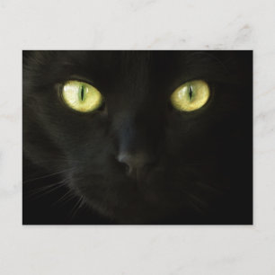 Cat Ögon vykort