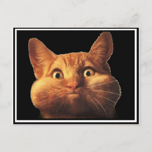 CAT OOPS VYKORT