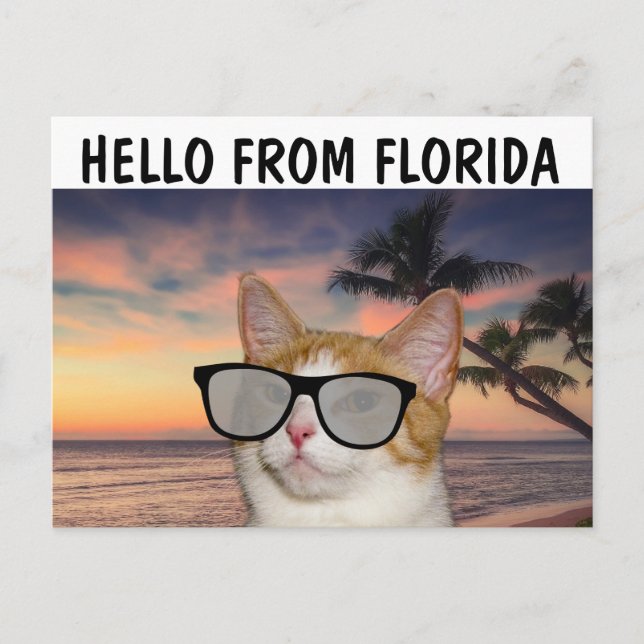 CAT PÅ BEACH HEJ FRÅN FLORIDA-vykort Vykort (Framsida)