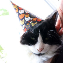 Cat Party