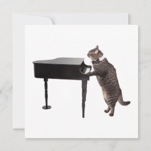 Cat Pay Piano Meddelande