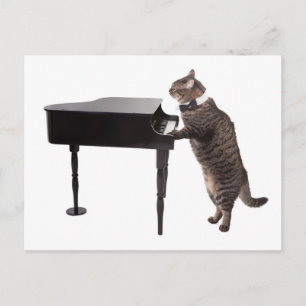 Cat Pay Piano Vykort