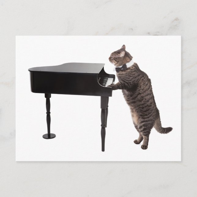 Cat Pay Piano Vykort (Framsida)