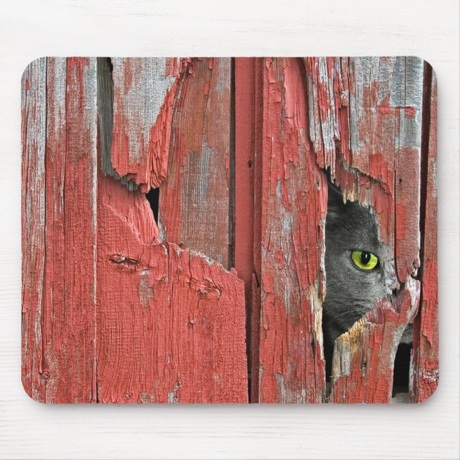 Cat Peeking out of Barn Wood Musmatta (Framsidan)