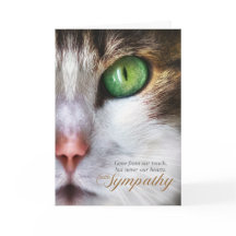 Cat Pet Sympathy Tabby Ansikte Tender Message