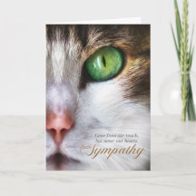 Cat Pet Sympathy Tabby Ansikte Tender Message