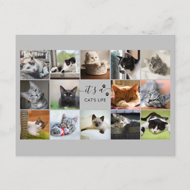 Cat Photo Collage med Tass avtryck Vykort (Framsida)