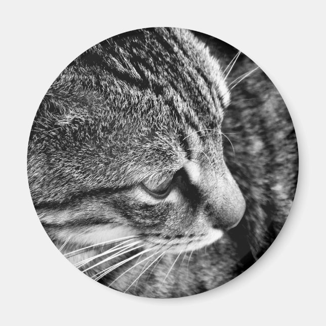 Cat Photo Magnet (Framsidan)