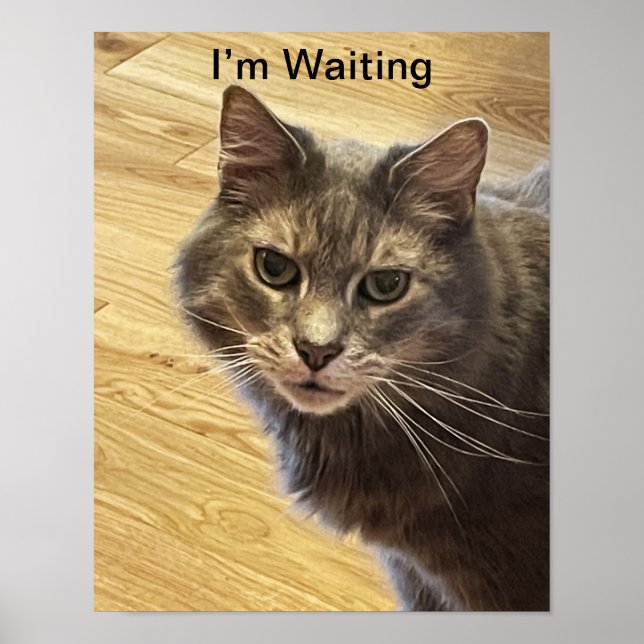 Cat Photo Poster (Framsidan)