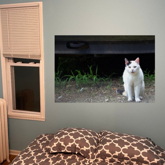 Cat Photo Poster (Skapare uppladdad)