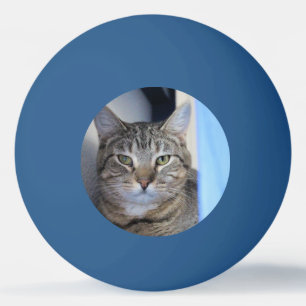 Cat Ping Pong Boll