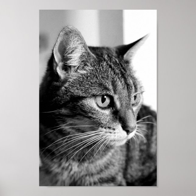 Cat portrait - the thinker poster (Framsidan)
