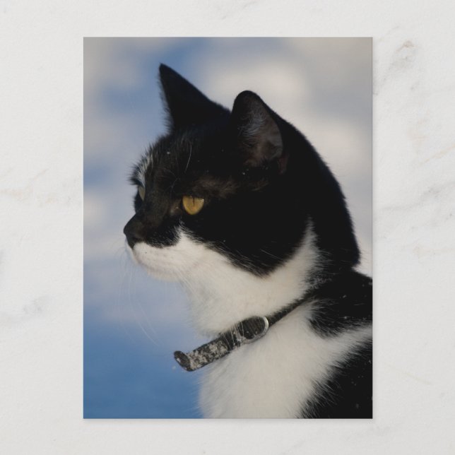 Cat porträtt C0104-vykort Vykort (Framsida)