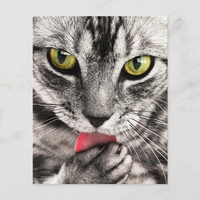 Cat Porträtt Flygblad (Framsidan)