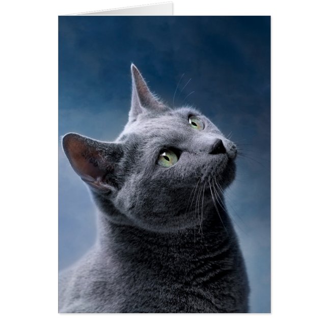 Cat Porträtt Hälsningskort (Framsidan)