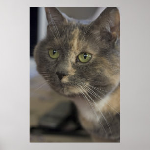Cat Porträtt Skriv ut Poster