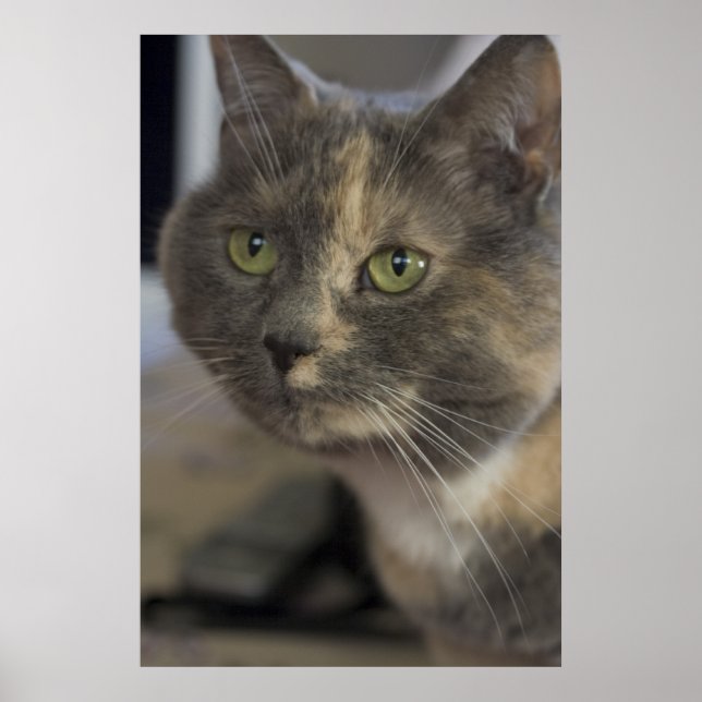 Cat Porträtt Skriv ut Poster (Framsidan)