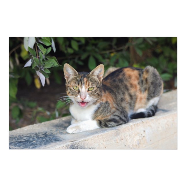 Cat porträtt utomhus fototryck (Framsidan)