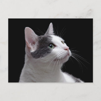 Cat Porträtt Vykort