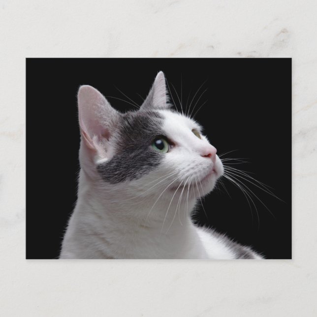 Cat Porträtt Vykort (Framsida)