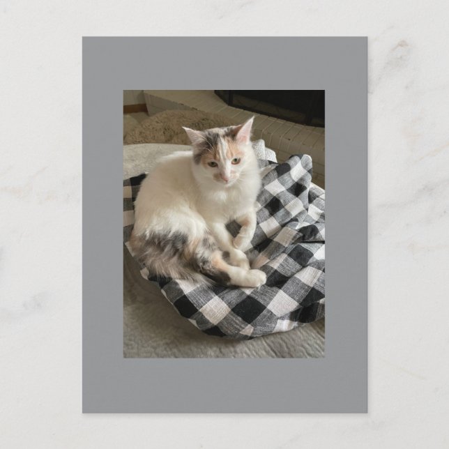 Cat Postcard Vykort (Framsida)