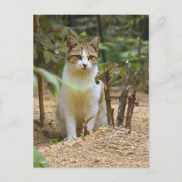 Cat [Postcard] Vykort