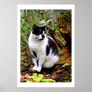 CAT-POSTER POSTER