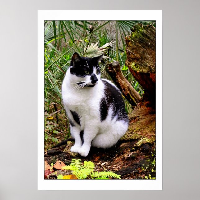 CAT-POSTER POSTER (Framsidan)