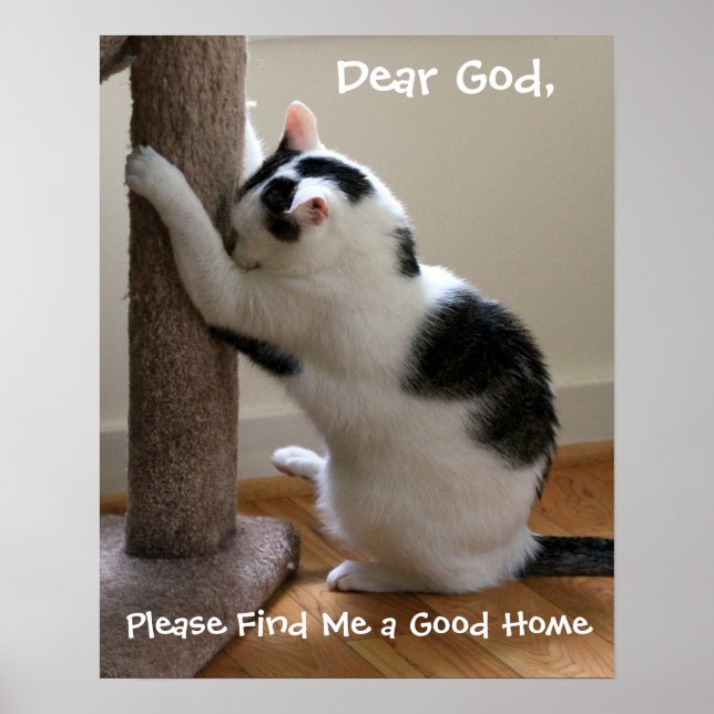 Cat Praying Poster (Framsidan)