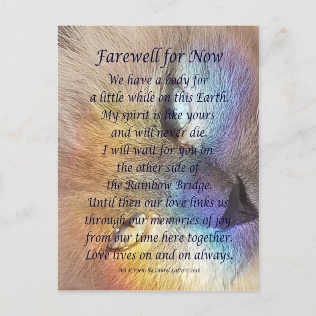 Cat Rainbow Bridge Pet Grief Sympathy Postcards Vykort (Framsida)