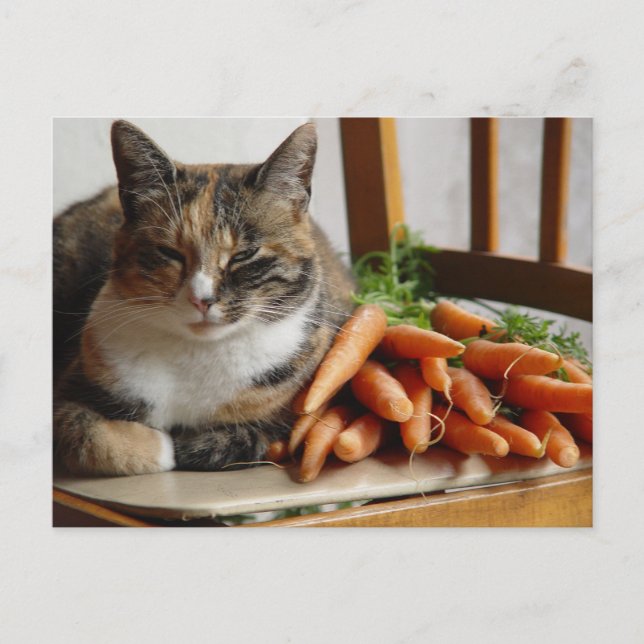 Cat 'Red' med morötter Vykort (Framsida)