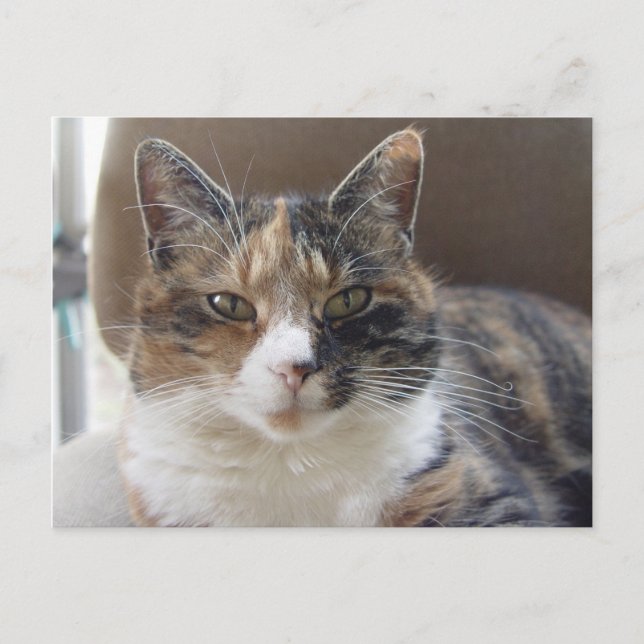 Cat 'Red' porträtt Vykort (Framsida)