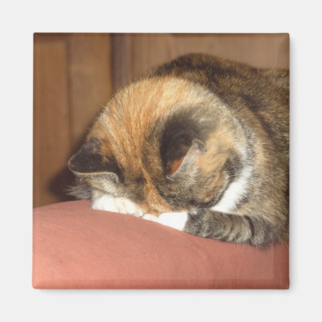 Cat Red sover på hostan Magnet (Framsidan)