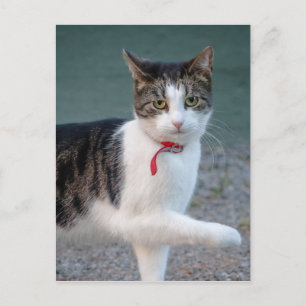 Cat säger hi CC0215 Cute pet-fotokort Vykort