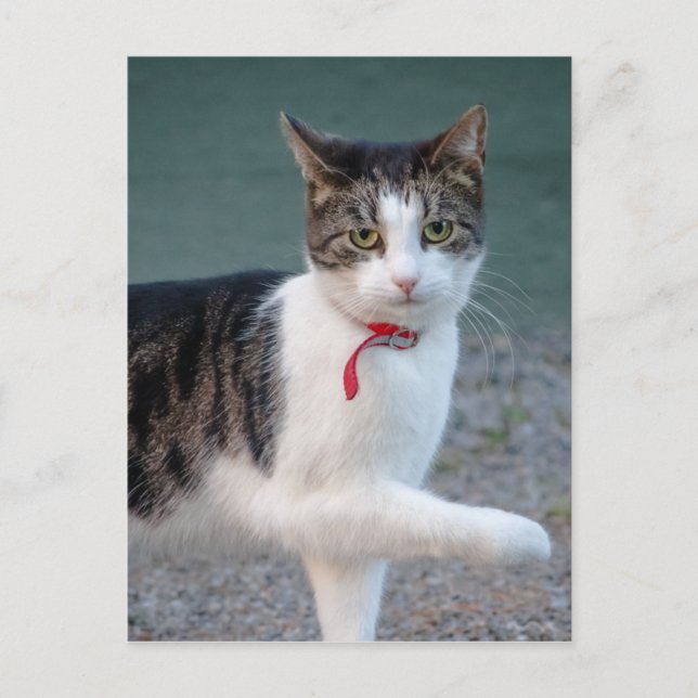 Cat säger hi CC0215 Cute pet-fotokort Vykort (Framsida)