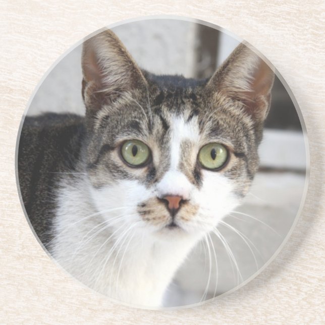 Cat Sandstone Underlägg (Framsidan)