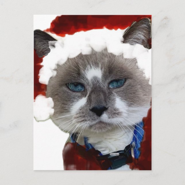 Cat Santa Claws Christmas Maureen Girard Blue Eye  Vykort (Framsida)