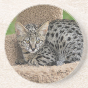 Cat Series—Serval Savannah Cat—Underlägg Underlägg