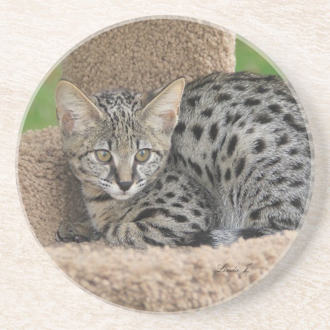 Cat Series—Serval Savannah Cat—Underlägg Underlägg (Framsidan)