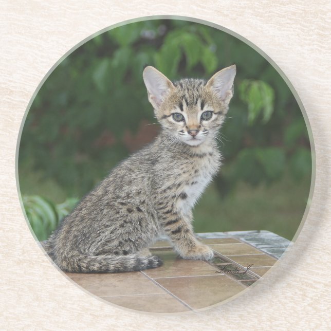 Cat Series—Serval Savannah Cat—Underlägg Underlägg (Framsidan)